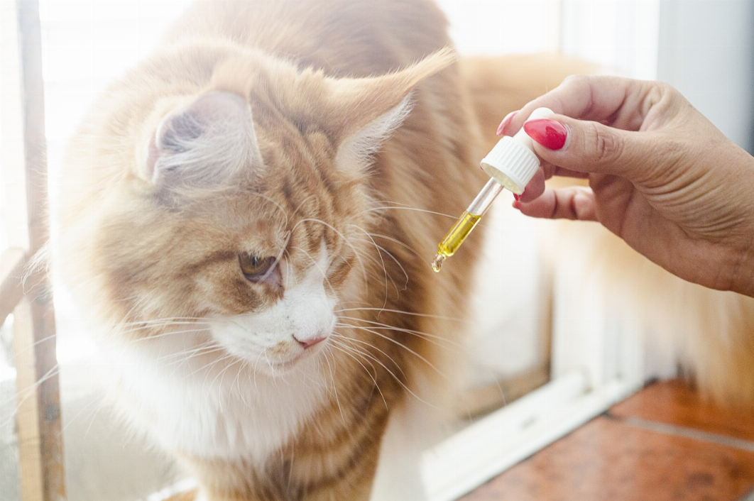 Pourquoi utiliser l’huile CBD pour les chats ?