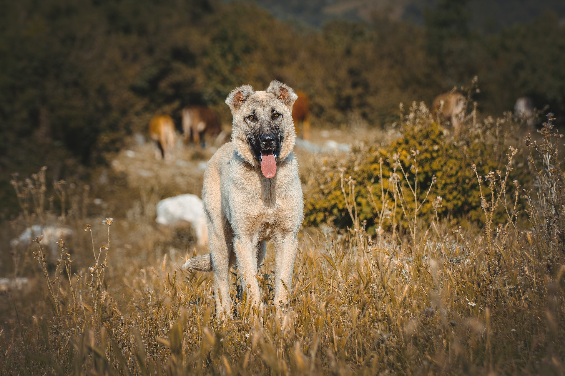 Kangal : caracteristiques, comportement et soins pour cette race de chien