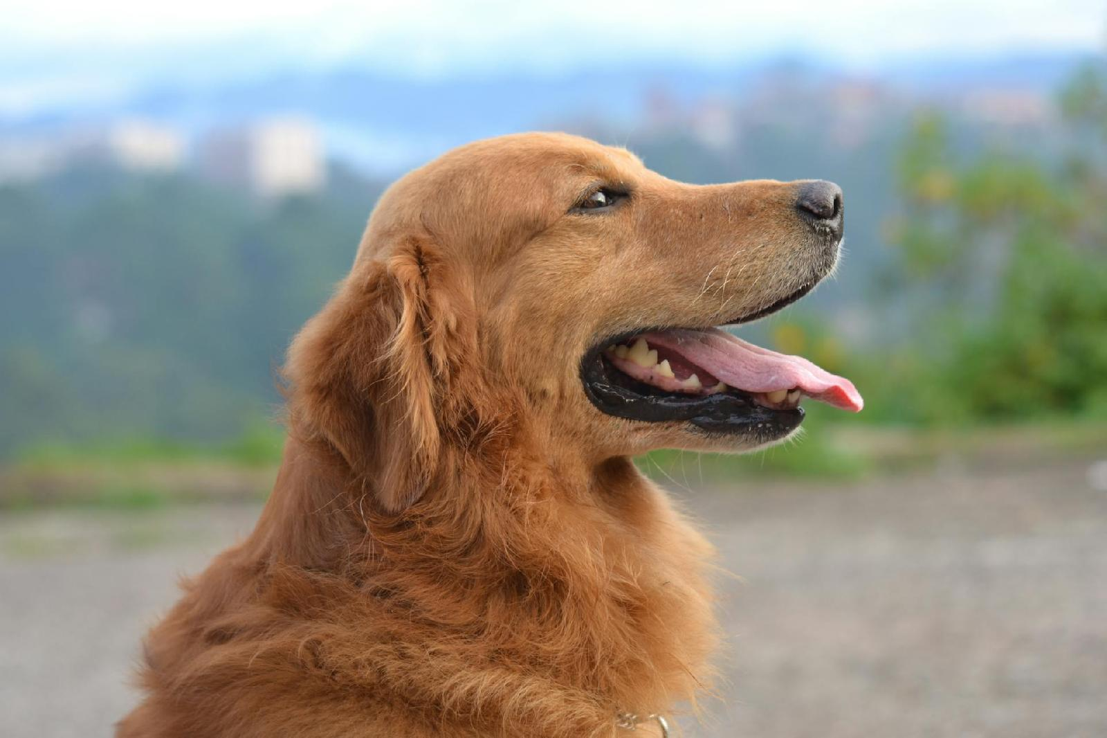 Obtenir un devis pour l’assurance d’un chien : est-ce necessaire ?